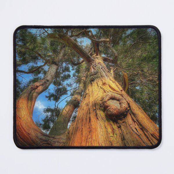 Item preview, Trunk designed and sold by Roberto Pagani.