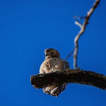 Artwork thumbnail, perched hawk by R-York