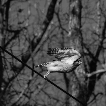 Artwork thumbnail, taking flight  by R-York