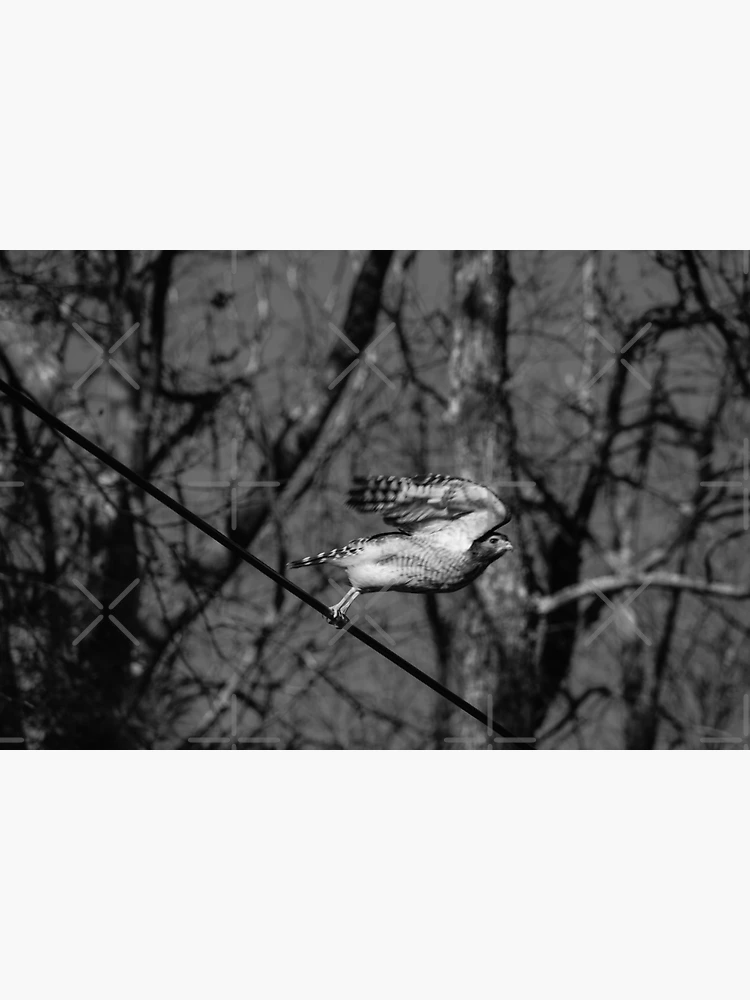 Thumbnail 3 of 3, Magnet, taking flight designed and sold by R-York.