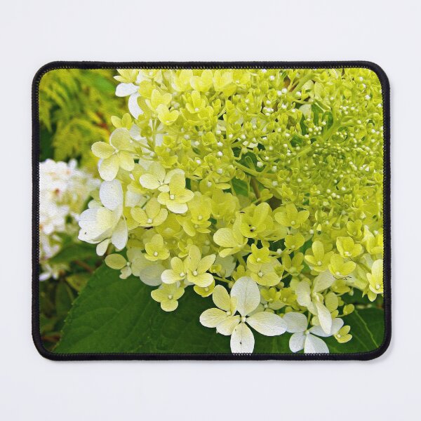 Item preview, Elegant Chartreuse Green Limelight Hydrangea Macro designed and sold by myrubiogarden.