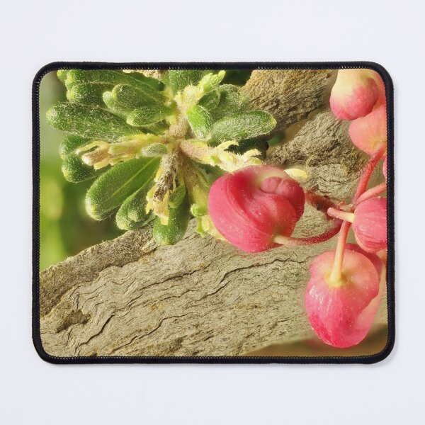 Item preview, Grevillea lanigera - Mt Tamboritha cultivar, South AUstral designed and sold by NanaRusty.