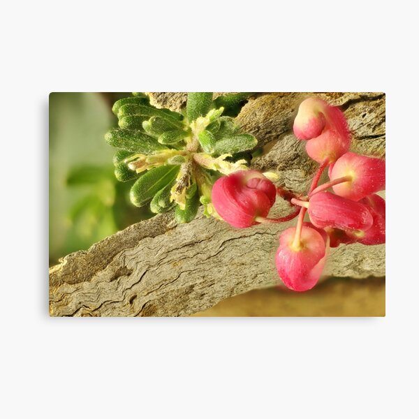 Item preview, Grevillea lanigera - Mt Tamboritha cultivar, South AUstral designed and sold by NanaRusty.