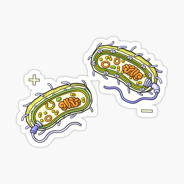 Item preview, Bacteria - Internal Structure Gram Positive and Gram Negative designed and sold by taylorcustom.