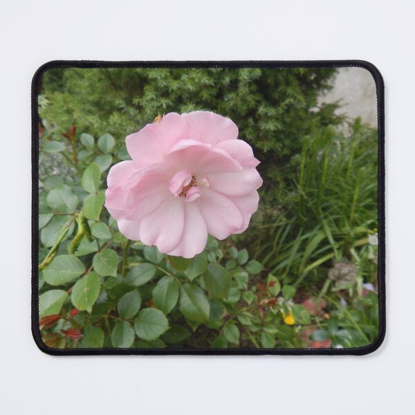 Item preview, Pink Rose Fully Open designed and sold by Kathleen Brant.