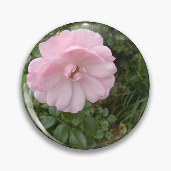 Item preview, Pink Rose Fully Open designed and sold by Kathleen Brant.