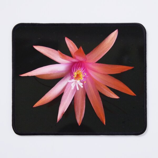 Item preview, Zygocactus 2 designed and sold by Trish Meyer.