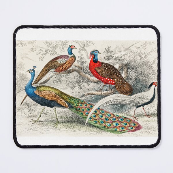 Item preview, Oliver Goldsmith bird painting designed and sold by soulstop.