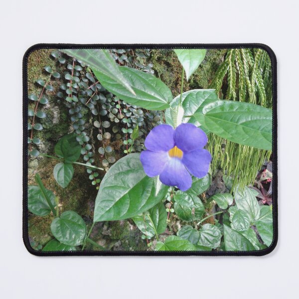 Item preview, Bush Clock Vine designed and sold by GardenArtworks.