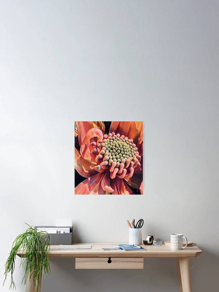 Thumbnail 2 of 3, Poster, Waratah Two designed and sold by RandaRubyRed.