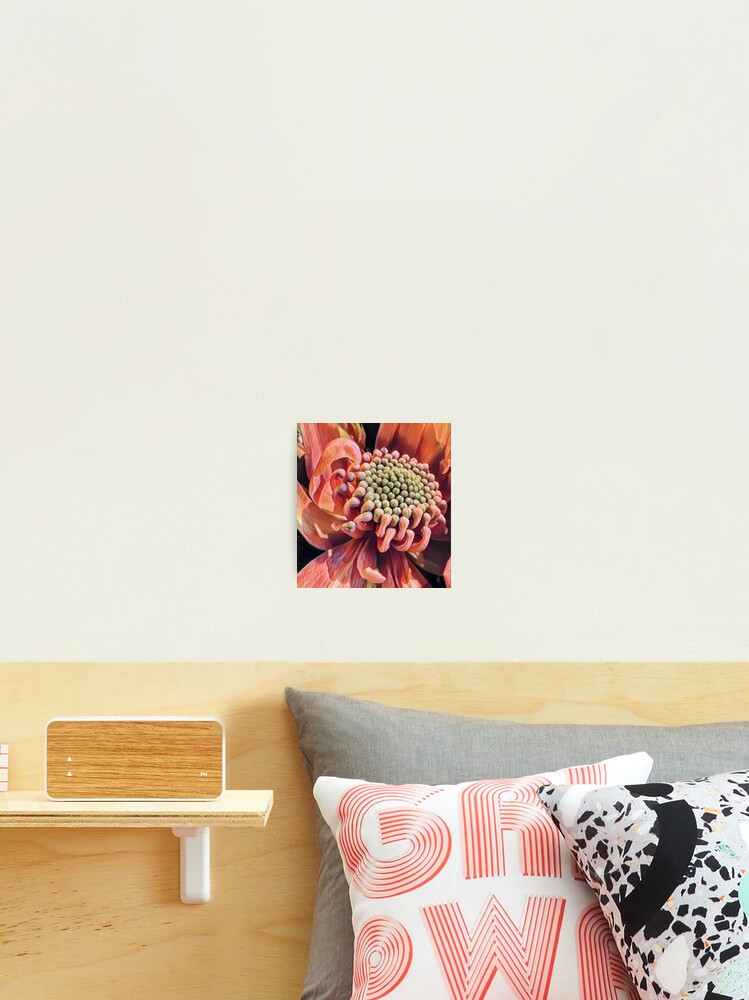 Thumbnail 2 of 3, Photographic Print, Waratah Two designed and sold by RandaRubyRed.