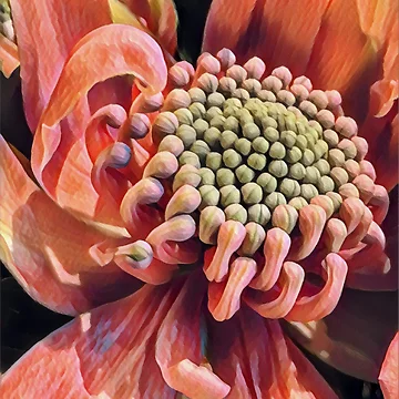 Artwork thumbnail, Waratah Two by RandaRubyRed