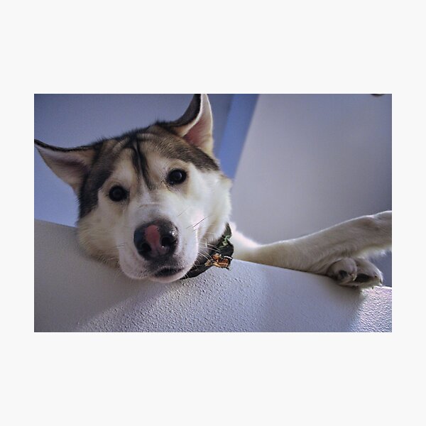 Tamaskan Malamute Photographic Print