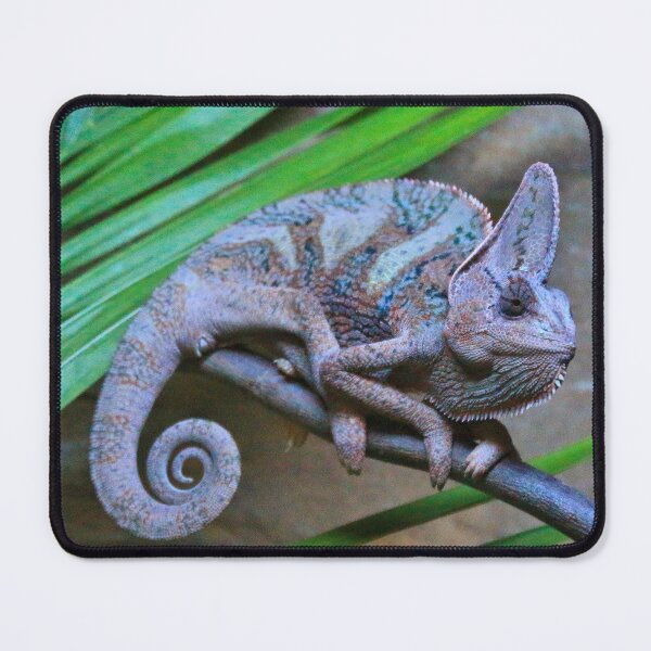 Item preview, Veiled chameleon at the zoo designed and sold by FranWest.