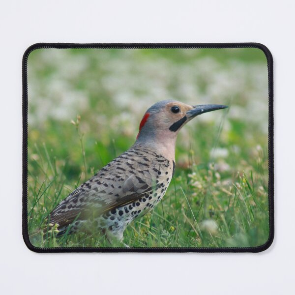Item preview, A Northern Flicker designed and sold by alexandracpinto.
