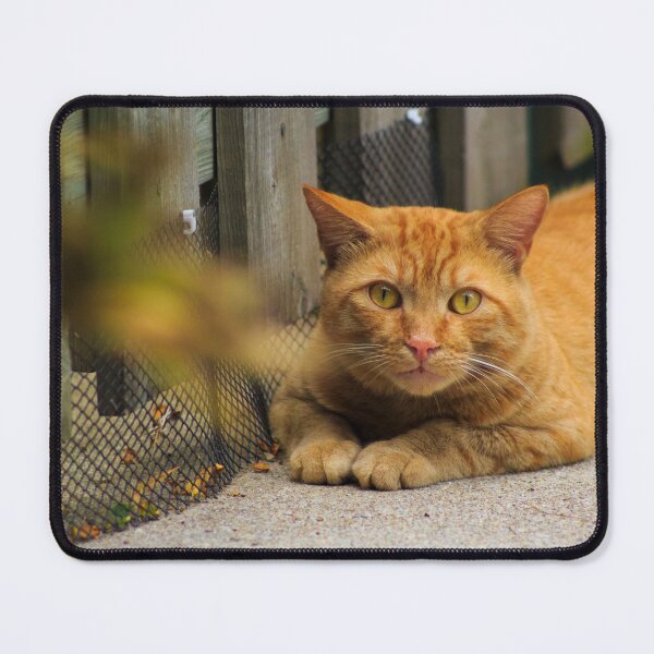 Item preview, Orange Tabby designed and sold by alexandracpinto.