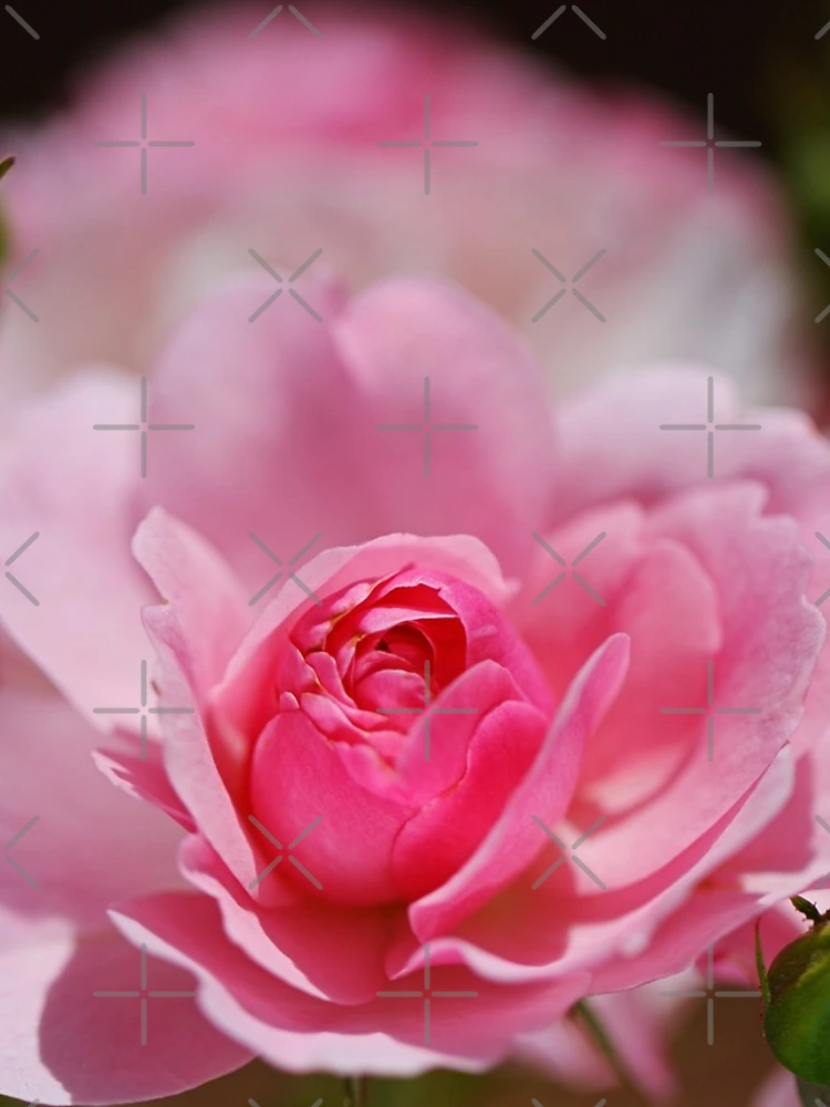 Thumbnail 4 of 4, iPhone Case, Pink Roses Summer Tree designed and sold by Joy Watson - Natural Light Photography .