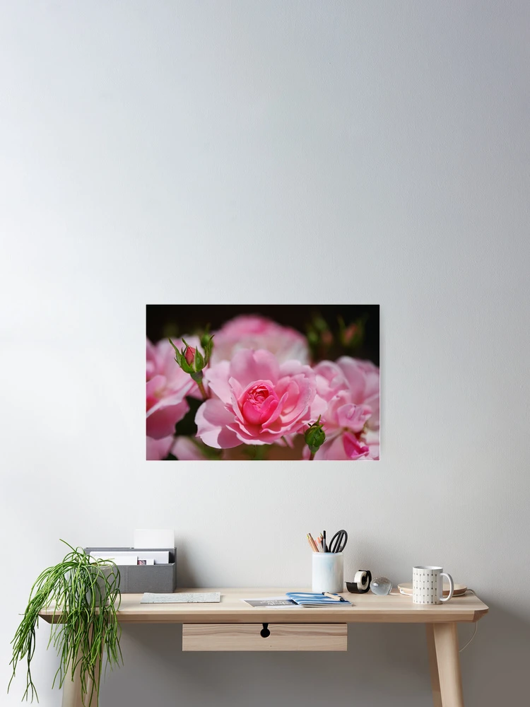 Thumbnail 2 of 3, Poster, Pink Roses Summer Tree designed and sold by Joy Watson - Natural Light Photography .