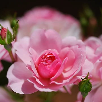 Artwork thumbnail, Pink Roses Summer Tree by Joy Watson - Natural Light Photography 
