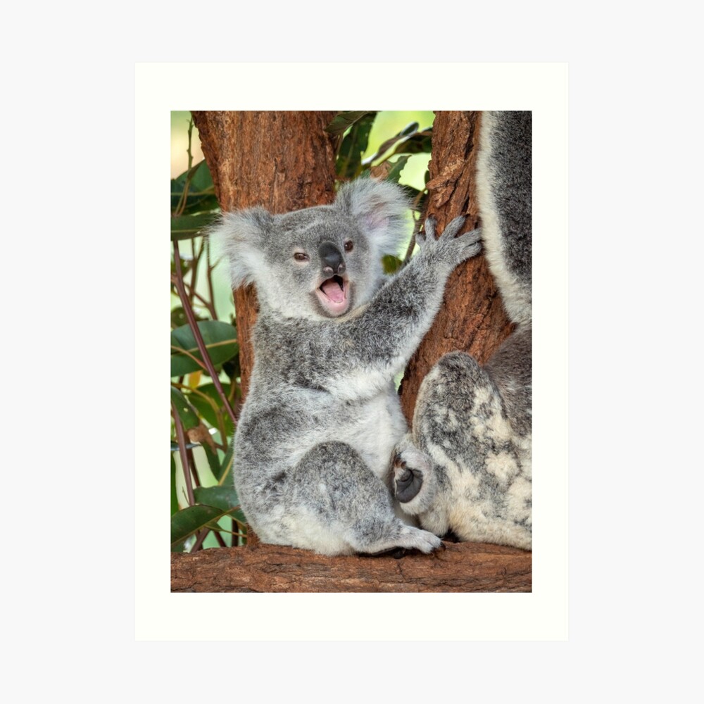 Koala Bear Australian Baby Watercolor Printable Print Wall Art