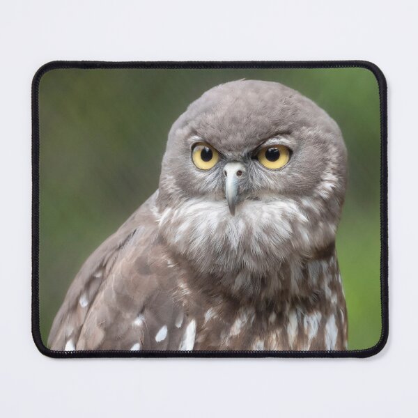 Item preview, Barking Owl, Australian Birdlife designed and sold by Andrew Goodall.