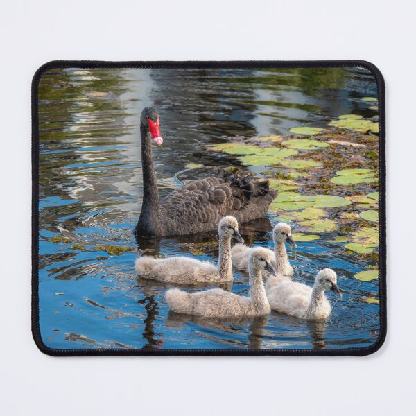 Item preview, Swan Family In Formation designed and sold by Andrew Goodall.