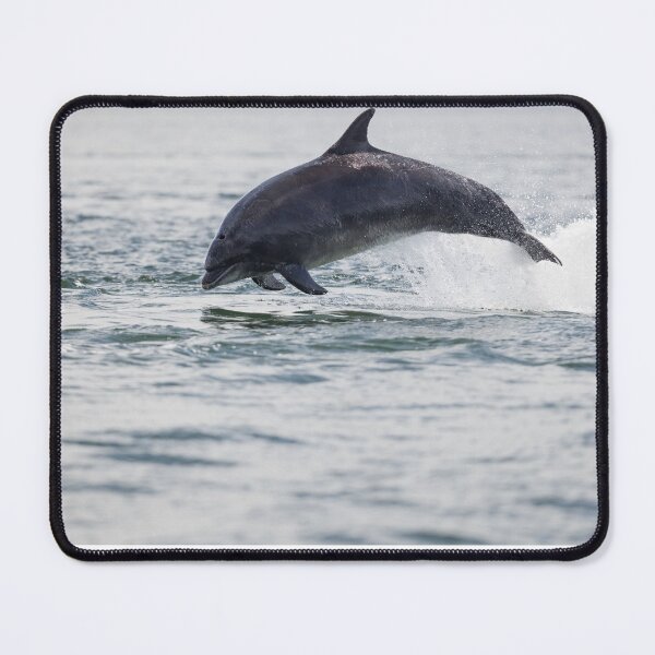 Item preview, Copy of Copy of Young wild dolphin designed and sold by chanonry.