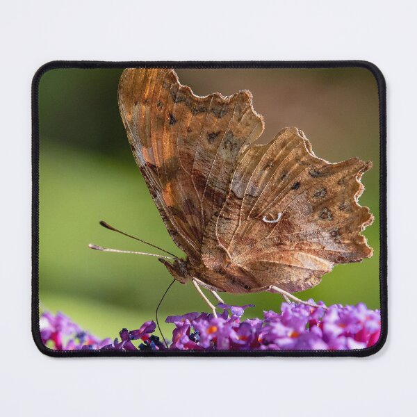 Item preview, Comma Butterfly on Buddleia designed and sold by DonMc.