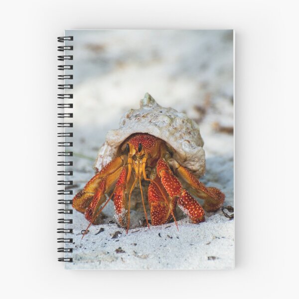 Item preview, Cocos (Keeling) Island Hermit Crab designed and sold by John Donkin.
