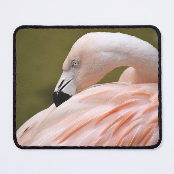Item preview, Chilean Flamingo Grooming designed and sold by Kathleen Brant.