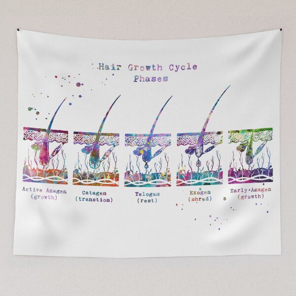 Item preview, Hair Growth Cycle Phases Diagram designed and sold by EvasDreams.
