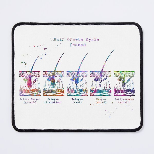 Item preview, Hair Growth Cycle Phases Diagram designed and sold by EvasDreams.