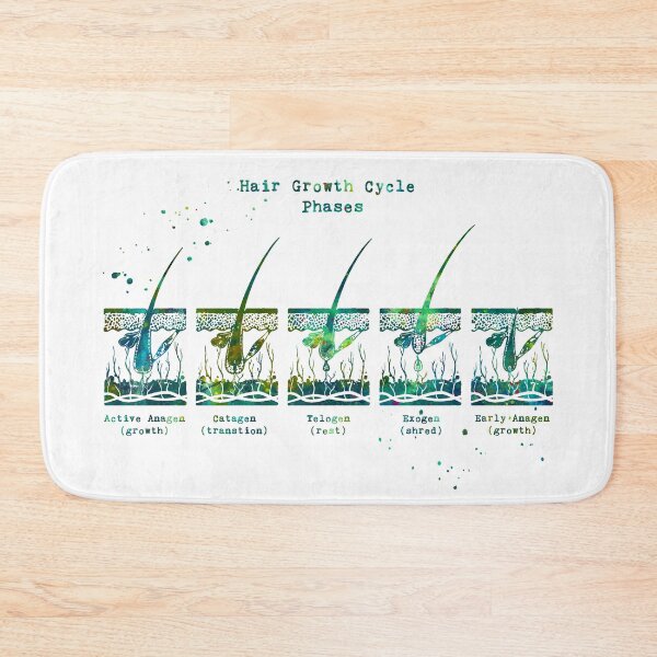 Item preview, Hair Growth Cycle Phases Diagram designed and sold by EvasDreams.