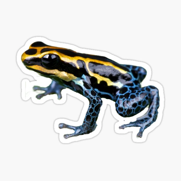 Item preview, Very colorful, pretty, shiny and cool Poisonous Frog. designed and sold by myartsy007.