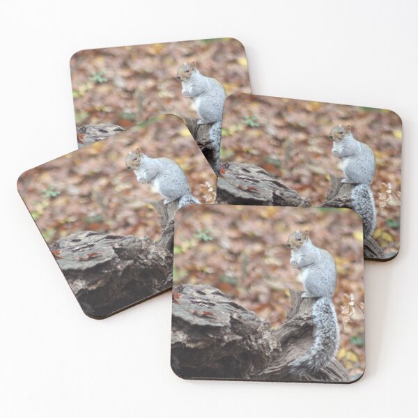 Item preview, POSING SQUIRREL designed and sold by BOLLA67.