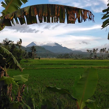 Artwork thumbnail, Ricefields  by Rene-Martin