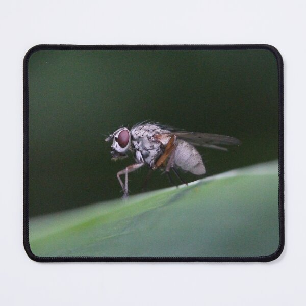 Item preview, Not a Pretty Guy, this White Fly designed and sold by cuprum.