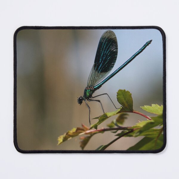 Item preview, Banded demoiselle designed and sold by cuprum.