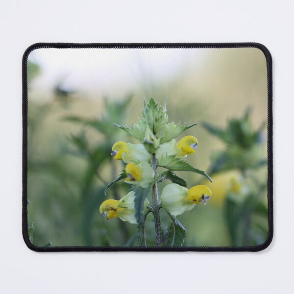 Item preview, Greater Yellow-rattle designed and sold by cuprum.