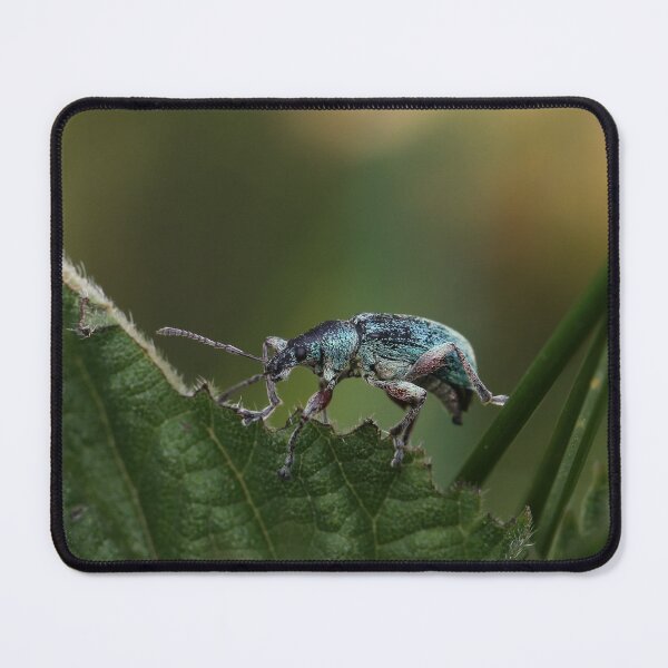 Item preview, Weevil on the edge designed and sold by cuprum.