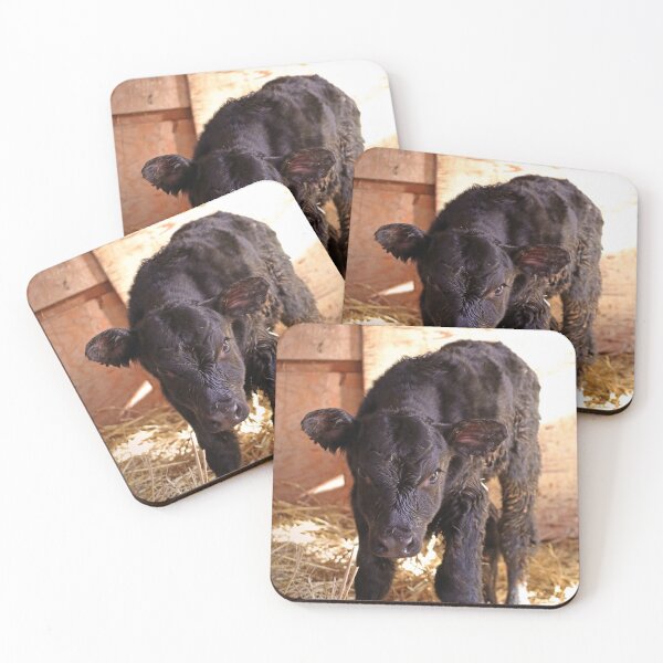 Item preview, Curious Calf designed and sold by Gralyn Boyd.