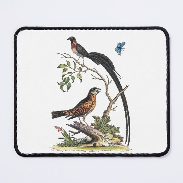 Item preview, Two Birds, One with Very Long Tailfeathers, and Blue Butterfly designed and sold by mycloudzdesign.