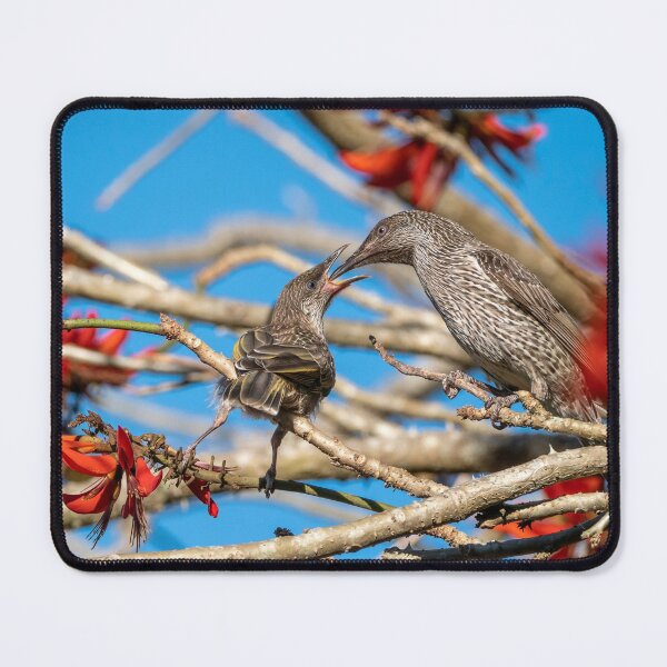 Item preview, Little Wattle Birds: Feeding Time designed and sold by Andrew Goodall.