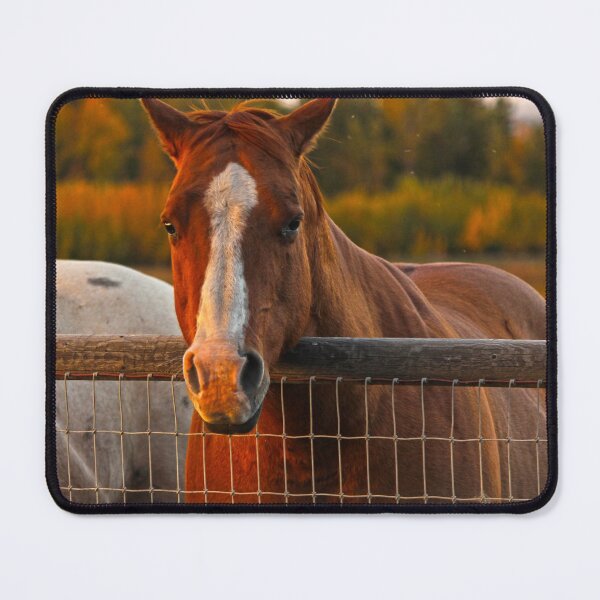 Item preview, Horse enjoying a fall sunset designed and sold by Alex Baron.