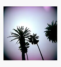 Holga Palms Photographic Print