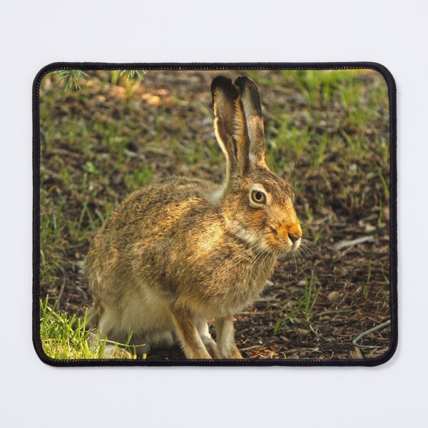 Item preview, Jackrabbit in Summer designed and sold by Alex Baron.