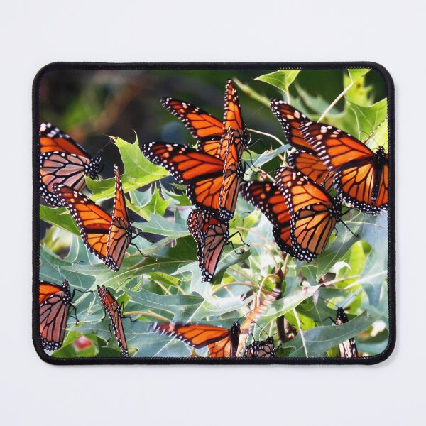 Item preview, Roosting Monarch Butterflies in an oak tree at Port Louisa National Wildlife Refuge in Iowa. designed and sold by mycloudzdesign.
