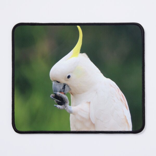Item preview, Cocky cracks a nut designed and sold by Blackadder Photography.