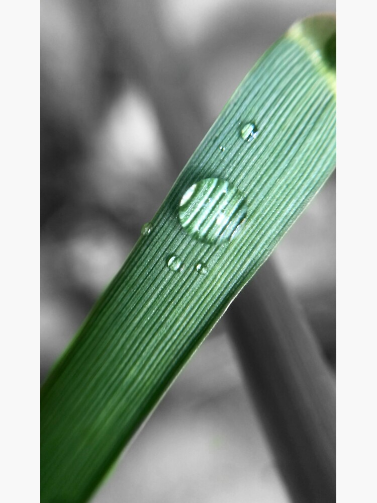 "Magnified Striped Blade of Grass" Sticker by MyMacros Redbubble