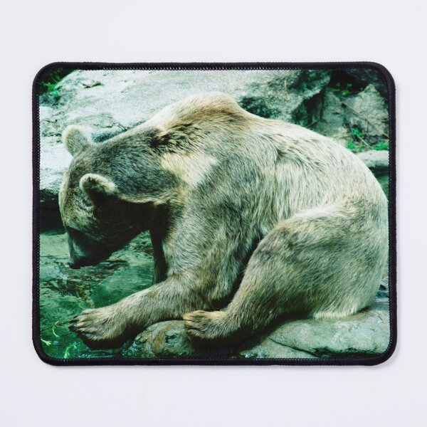 Item preview, Brown Bear by the water designed and sold by Blackadder Photography.